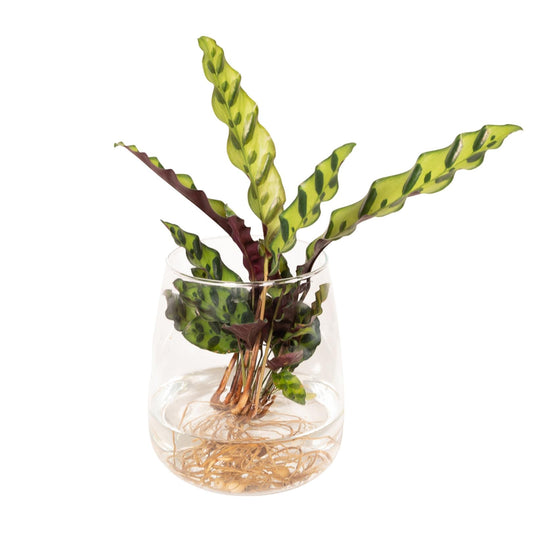 Calathea Insignis in Kingston Glas Ø12cm, ca. 30cm