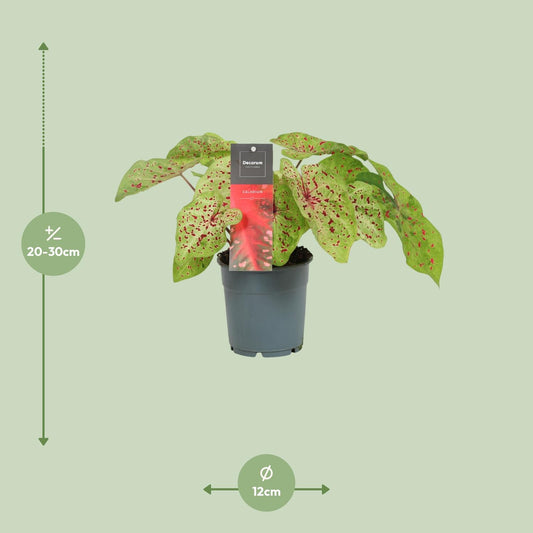 Caladium Miss Muffet – Pflegeleichte Engelsspitzen Ø12cm