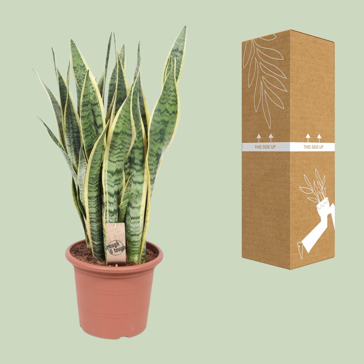 Sansevieria Trifasciata Laurentii – Pflegeleichte Schlangenpflanze Ø25cm