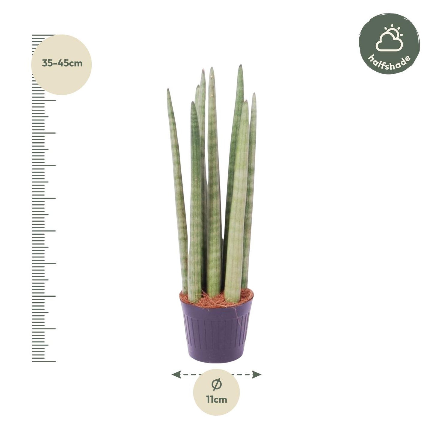 Sansevieria cylindrica 'Spaghetti' – Pflegeleichter Bogenhanf 40 cm