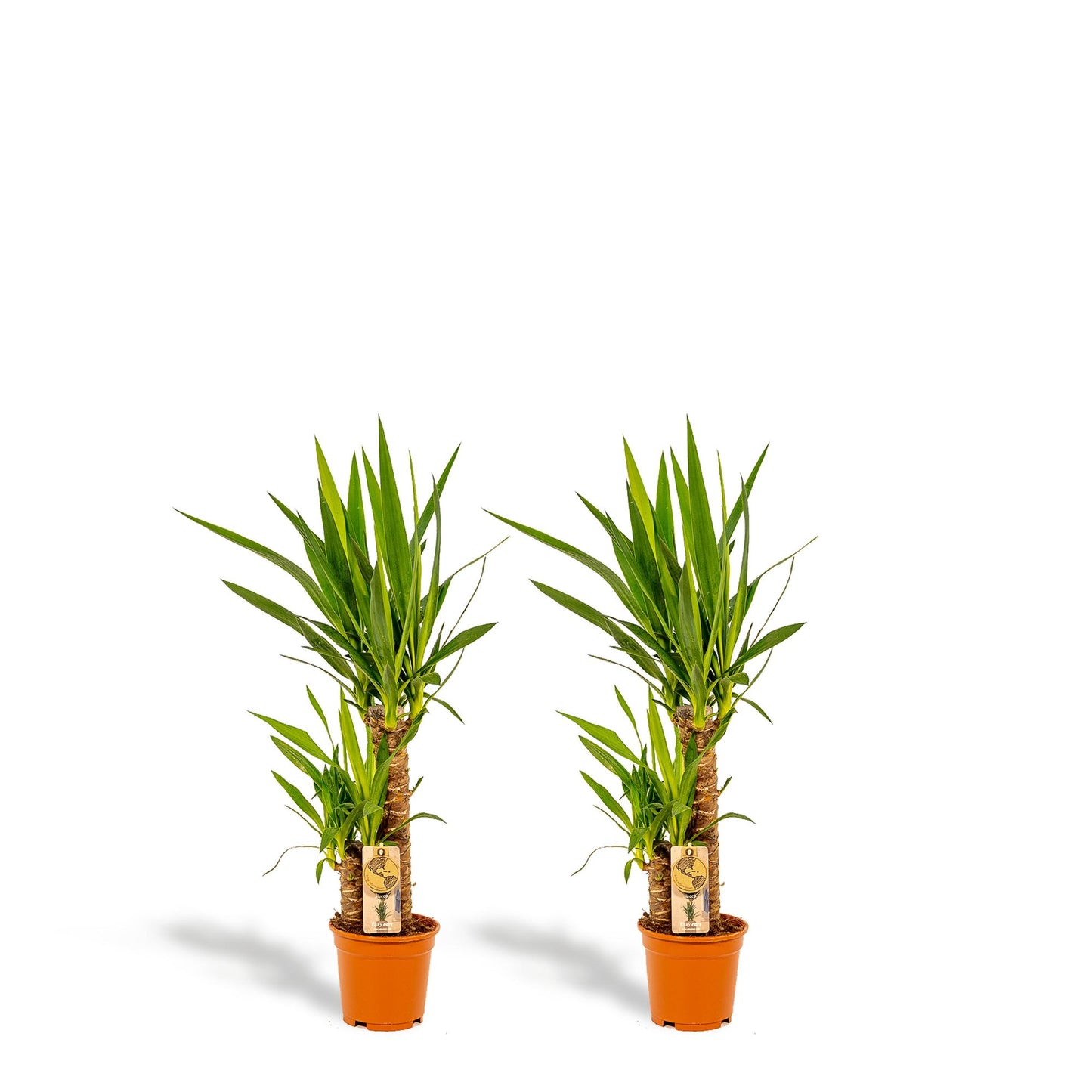 2x Yucca Elephantipes – Palmlilie, 90 cm, Ø17 cm