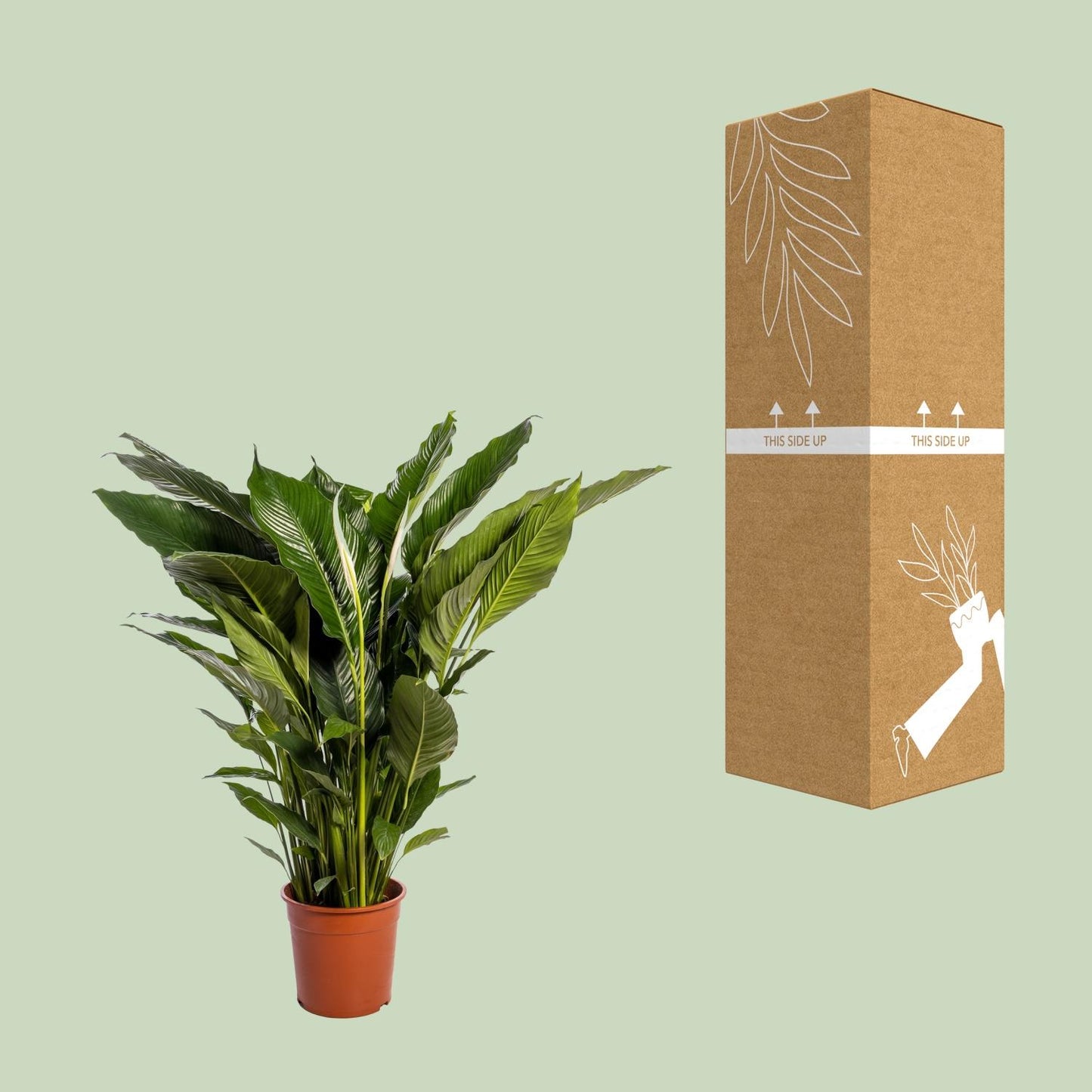 Spathiphyllum Sweet Sebastiano – Elegante Friedenslilie Ø24cm