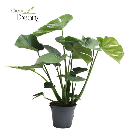 Monstera Deliciosa Tauerii – Pflegeleichte Fensterblatt-Pflanze