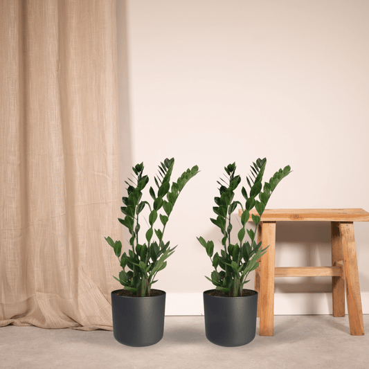 2x Zamioculcas Zamiifolia – Pflegeleichte Smaragdpalme 70cm