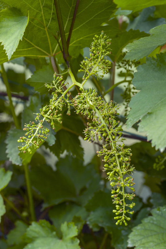 Vitis vinifera 'Johanniter' – Weiße Traube im 13cm Topf