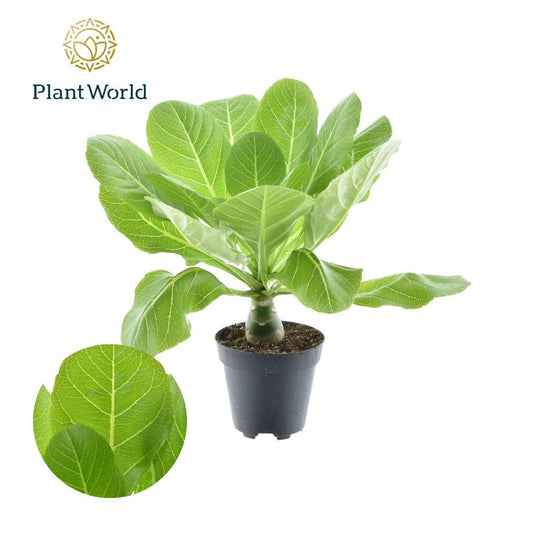Brighamia Insignis 'Hawaii Palm' – Pflegeleichte Zimmerpflanze Ø12cm