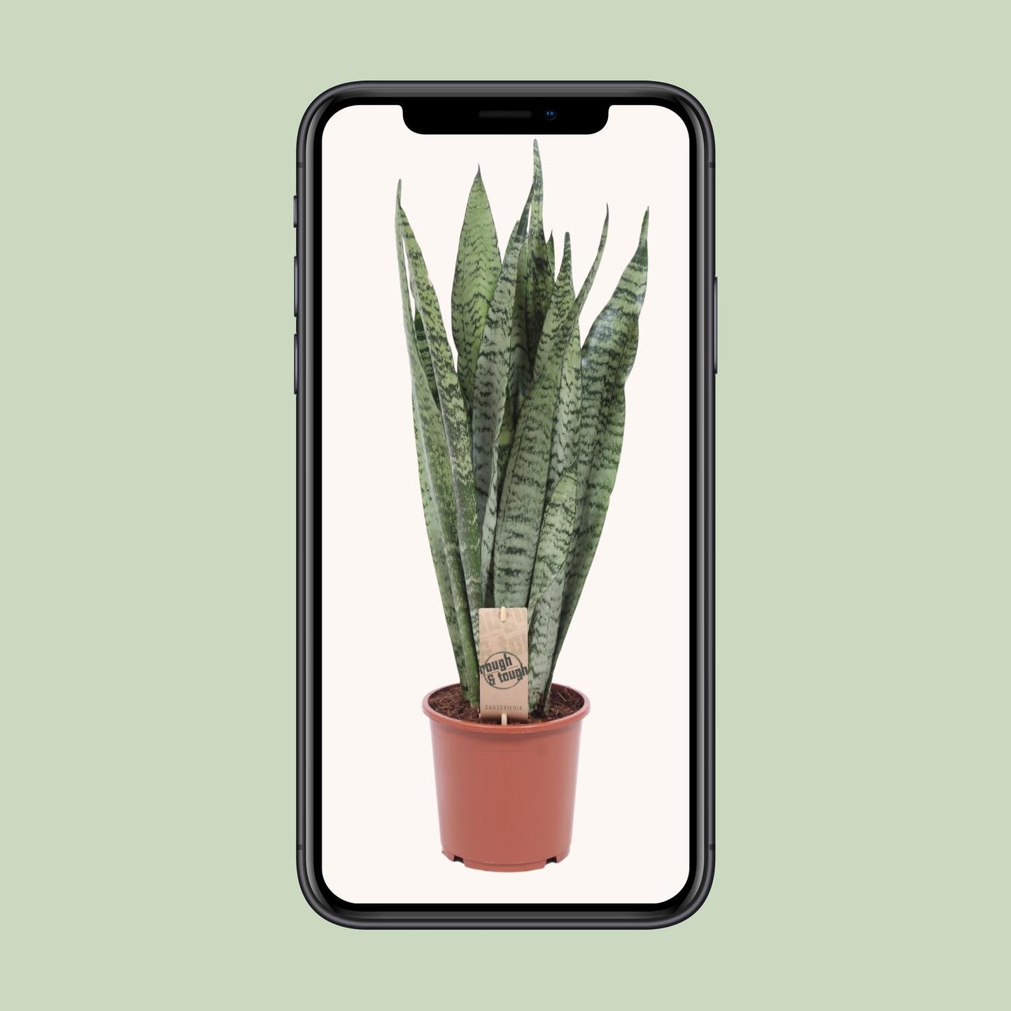 Sansevieria Zeylanica – Pflegeleichte Schwiegermutterzunge Ø17cm