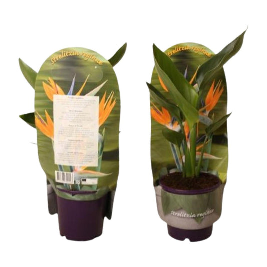 Strelitzia Reginae – Paradiesvogelblume Ø12cm, 40cm hoch