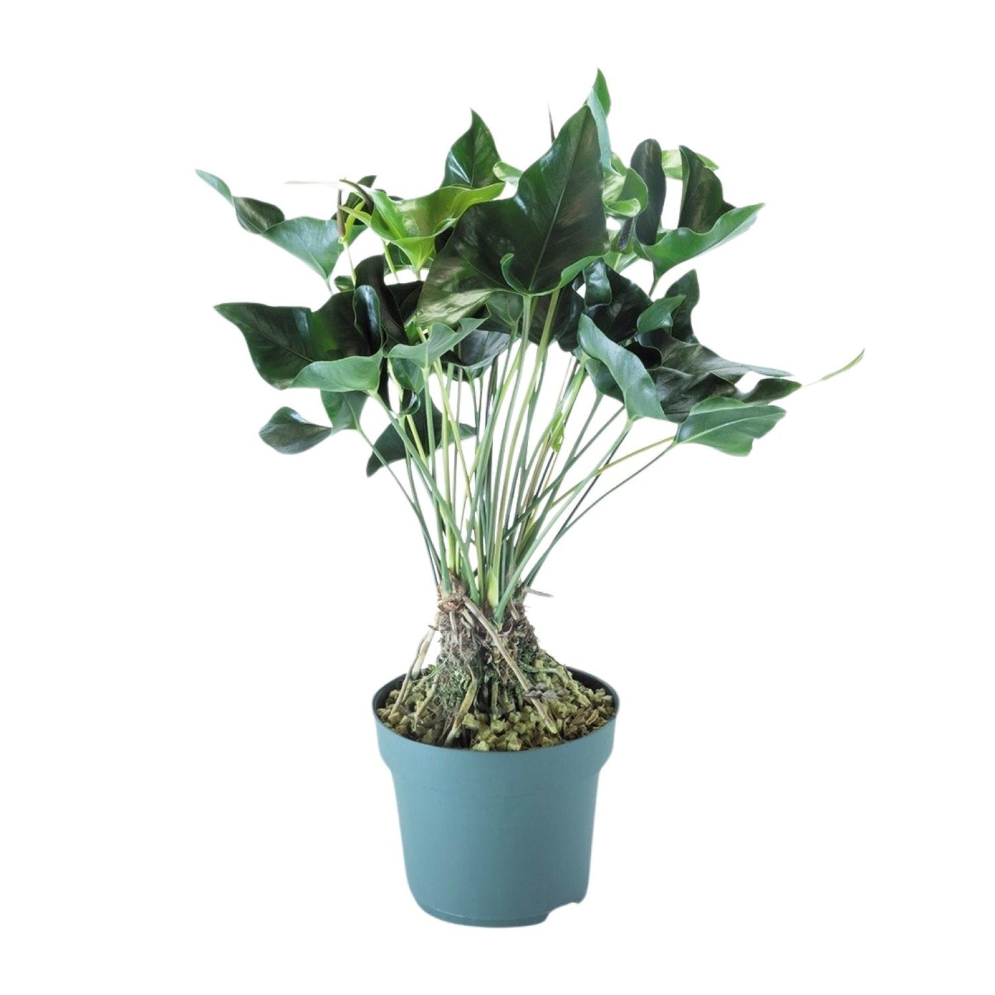 Anthurium Arrow – Pflegeleichte XXL-Zimmerpflanze Ø30cm