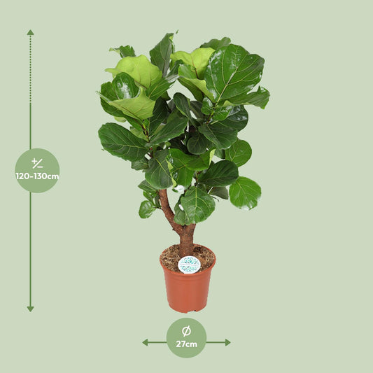 Ficus Lyrata – Elegante, pflegeleichte Zimmerpflanze Ø27cm