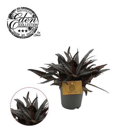 Pilea Hitchcockii – pflegeleichte Aluminium-Pflanze Ø10,5 cm
