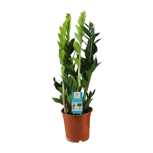 Zamioculcas Zamiifolia – Pflegeleichte ZZ-Pflanze Ø17cm, 65cm