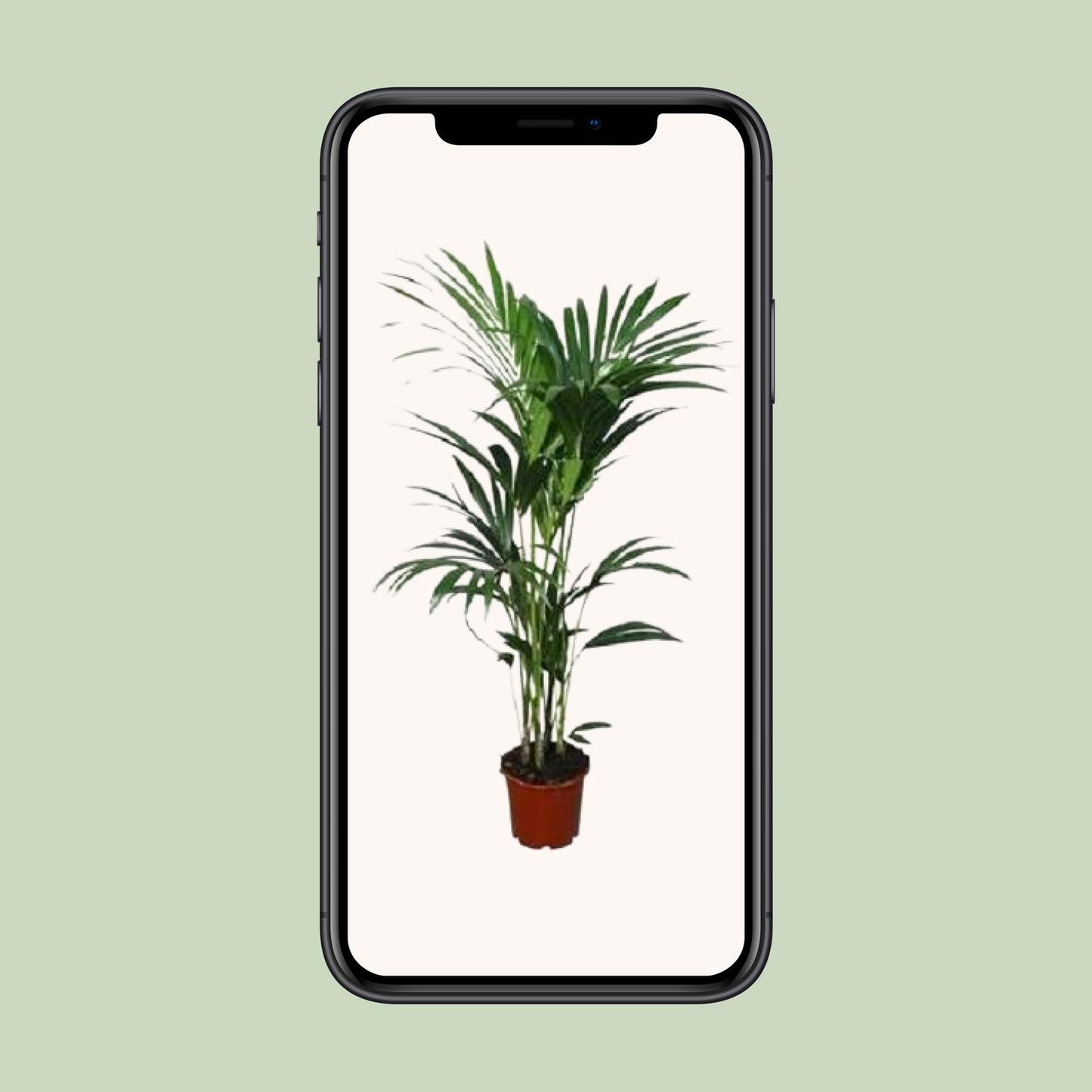 Howea forsteriana – Kentia-Palme Ø21cm Topf, ca. 120cm hoch