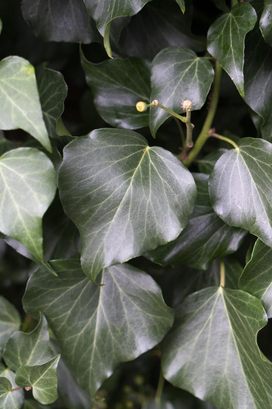 Hedera hibernica – Pflegeleichter, immergrüner Efeu Ø15cm