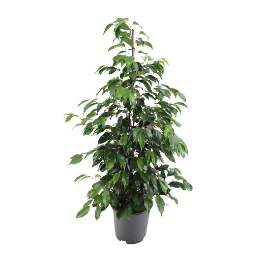 Ficus benjamina Danielle – Pflegeleichte Zimmerpflanze Ø21cm