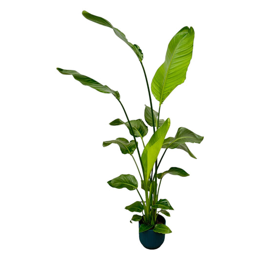 Strelitzia Nicolai mit elho Vibes Fold Round Topf – 130 cm