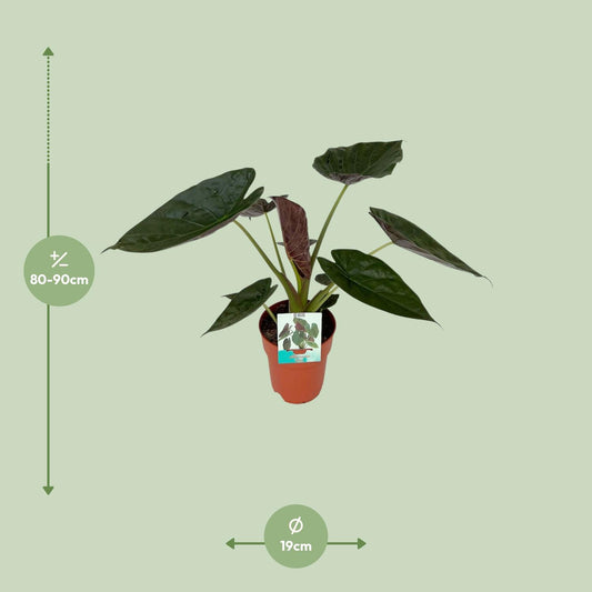 Alocasia Wentii – Elegante Elefantenohr-Pflanze Ø19cm, 85cm hoch
