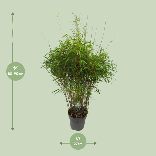 Fargesia 'rufa' – Winterharter Drachenkopfbambus Ø27cm, 90cm hoch