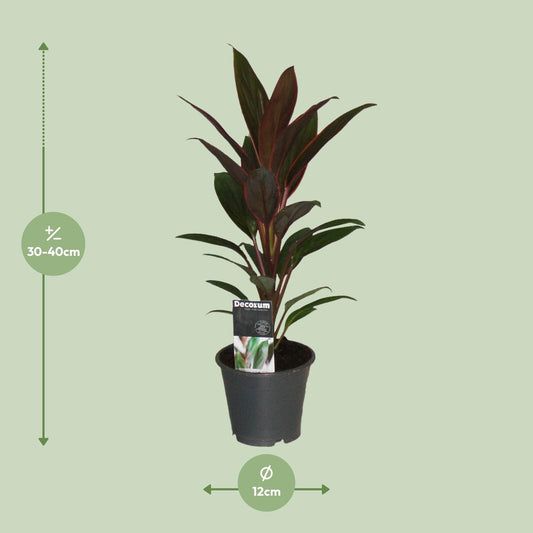 Cordyline Rumba – Tropische, pflegeleichte Zimmerpflanze Ø12cm