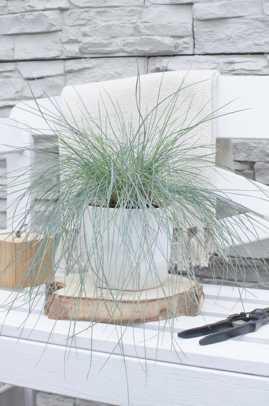 Festuca glauca Azura Blue - Pflegeleichtes Ziergras Ø14cm