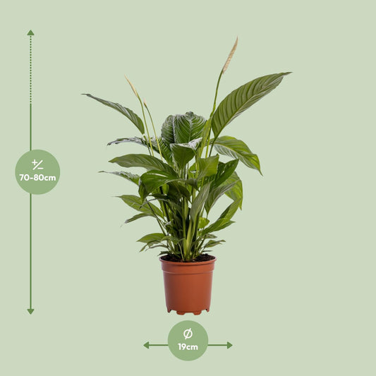 Spathiphyllum Bingo Cupido – Friedenslilie Ø19cm, 80cm hoch