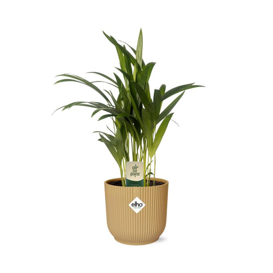 Dypsis Lutescens (Bambuspalme) 12cm im ELHO Vibes Fold Topf