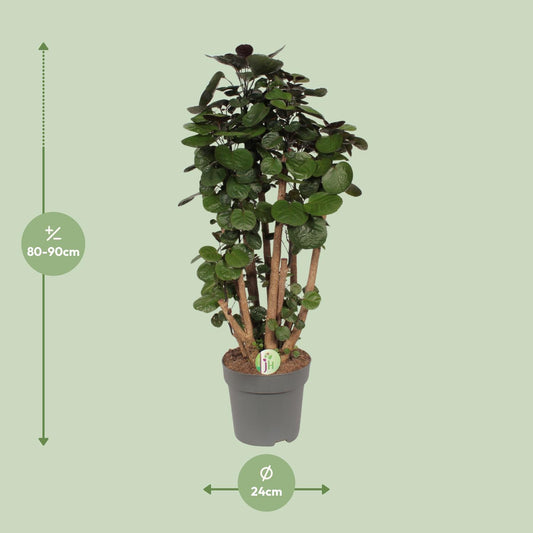 Polyscias Fabian - pflegeleichte XXL Zimmerpflanze Ø24cm