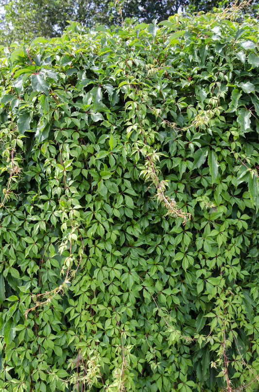 Parthenocissus quinquefolia 'Engelmannii' – pflegeleichte Kletterpflanze Ø15cm