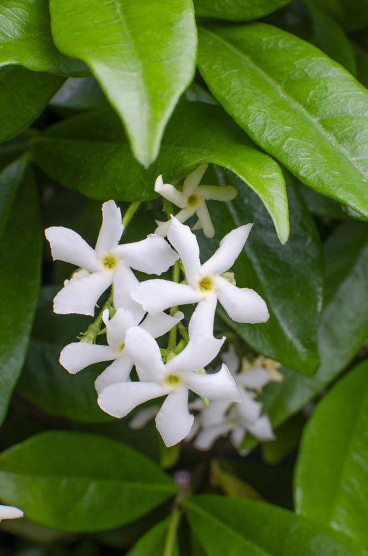 2x Trachelospermum 'Star of Venice' – Duftende Kletterpflanzen Ø15cm
