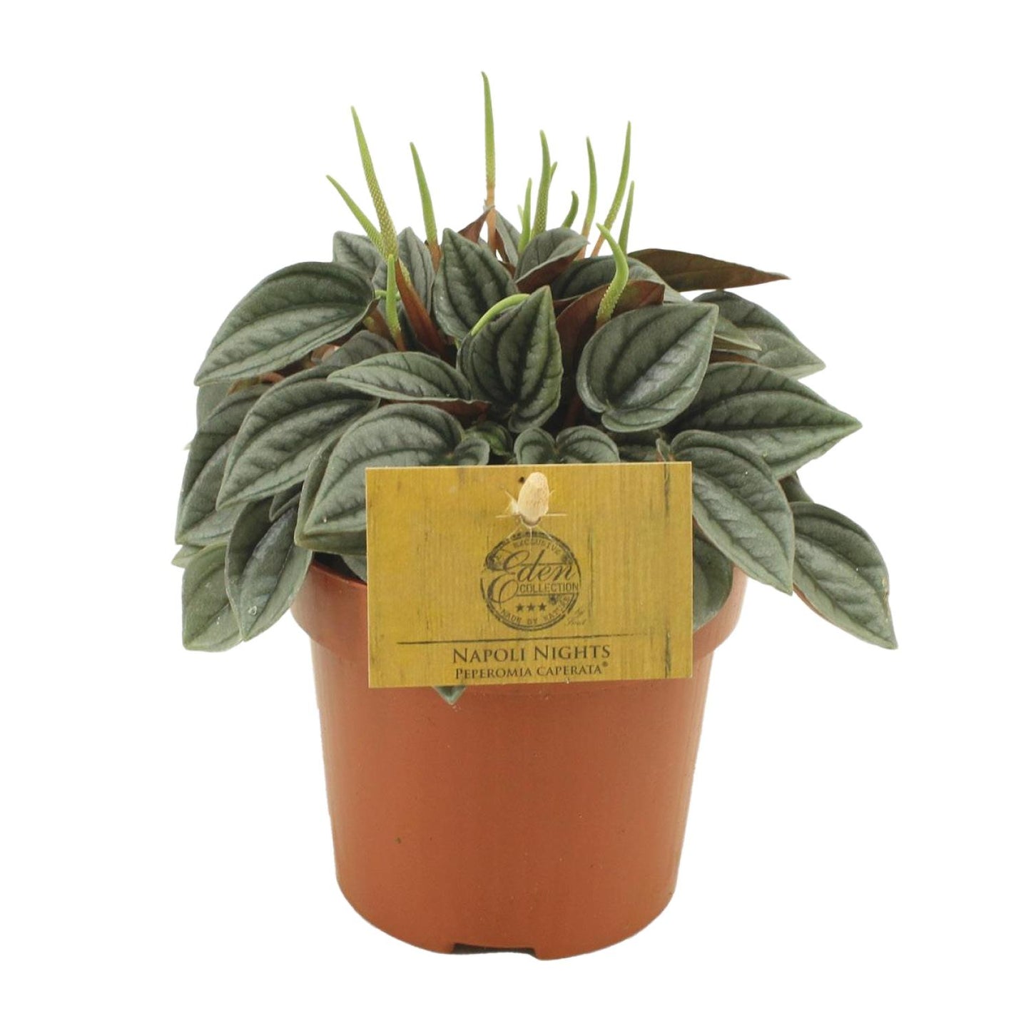 Peperomia Napoli Nights – Pflegeleichte Zimmerpflanze Ø10,5cm