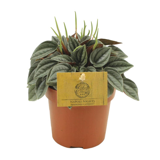 Peperomia Napoli Nights – Pflegeleichte Zimmerpflanze Ø10,5cm