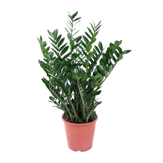 Zamioculcas Zamiifolia – Pflegeleichte XXL-Sukkulente Ø27 cm