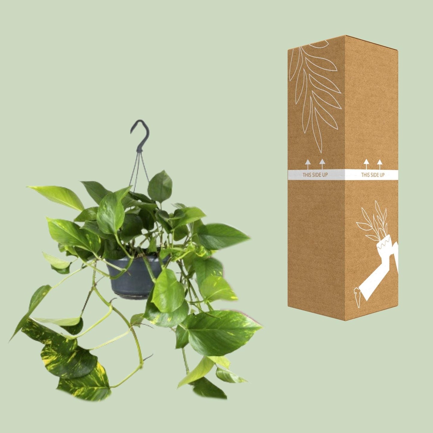 Epipremnum Aureum – Pflegeleichte Kletterpflanze Ø15cm