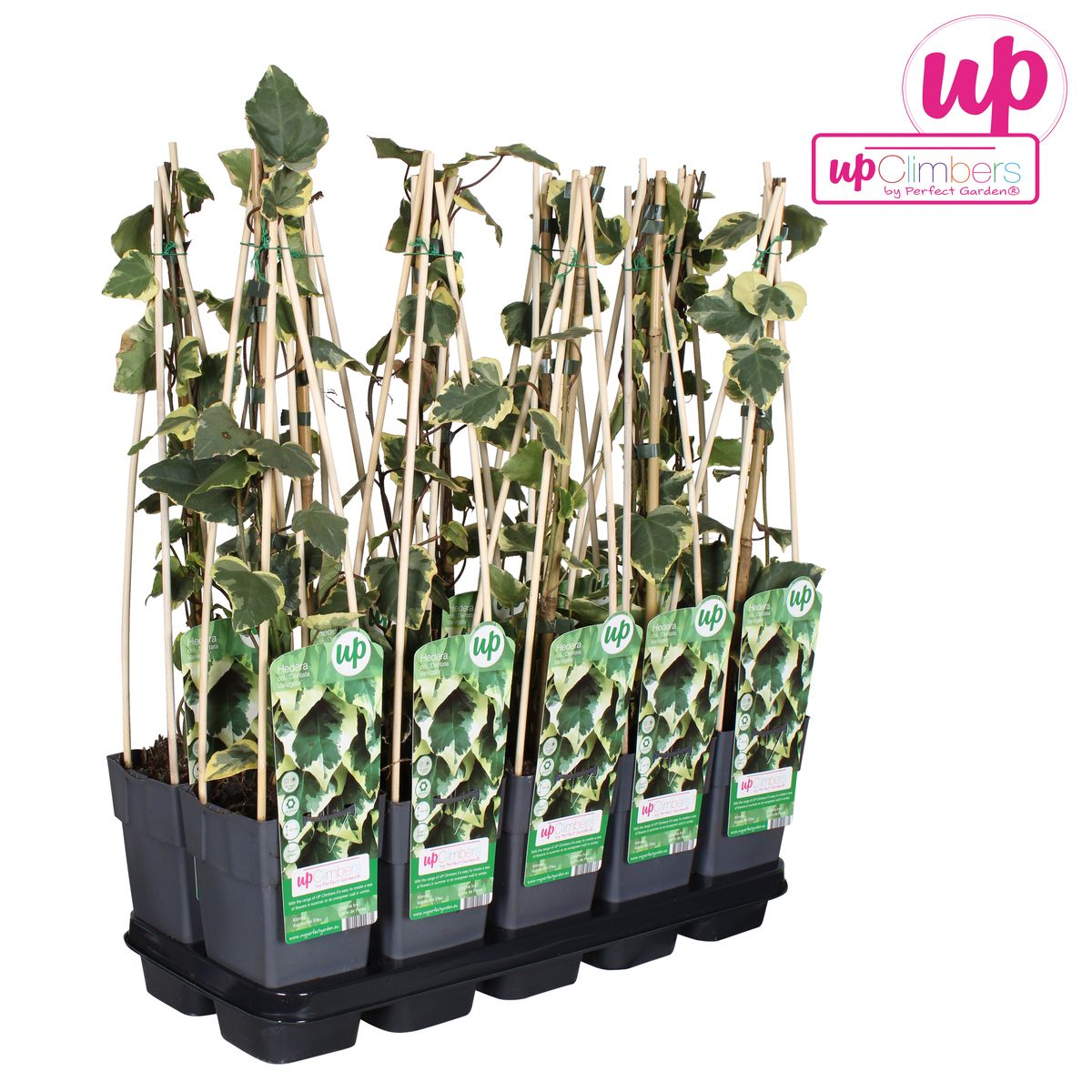 Hedera colchica 'Dentata Variegata' – pflegeleichte Efeutute Ø15cm