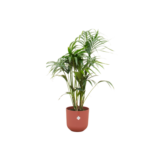 Kentia-Palme mit elho Jazz Round Topf Ø26 - 130 cm