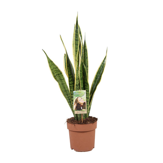 Sansevieria Trifasciata Laurentii – Pflegeleichte Schlangenpflanze Ø17cm