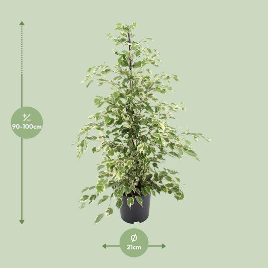 Ficus benjamina Twilight – Pflegeleichter Zimmerbaum Ø21cm
