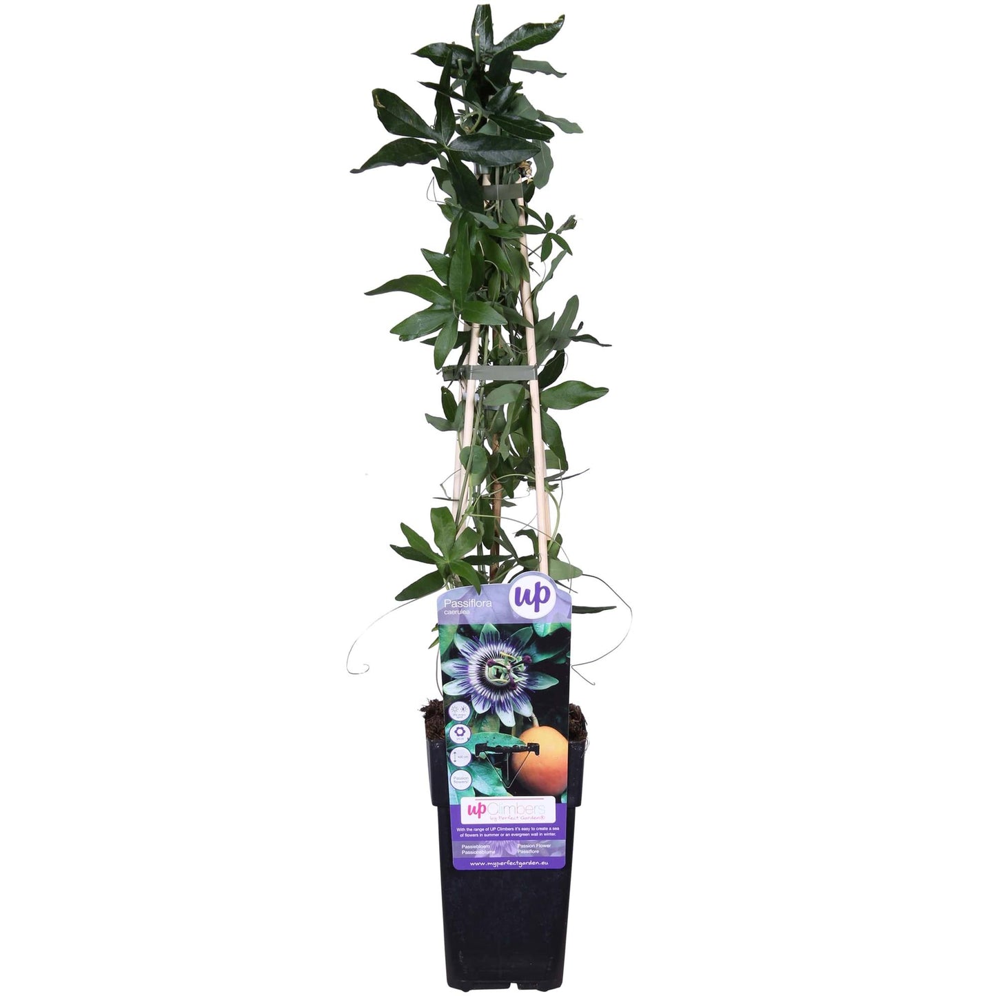 Passiflora Blau caerulea – Kletterpflanze Ø15cm, 65cm Höhe