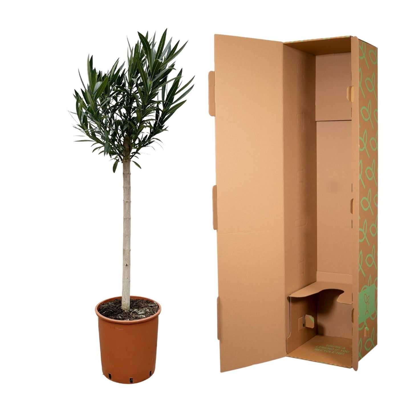 Nerium Oleander Stamm mit rosa Blüte – 170 cm – Ø 30 cm