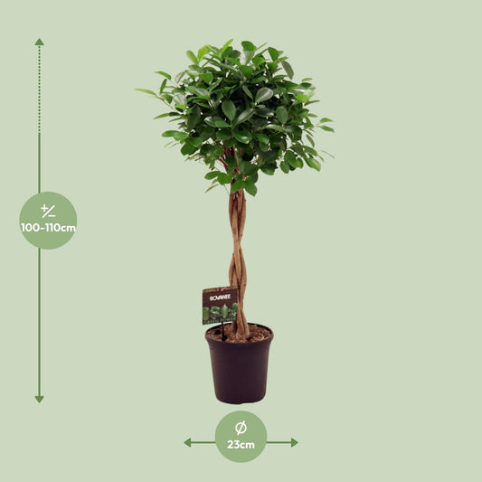 Ficus Microcarpa Moclame Ø23cm, 110cm hoch