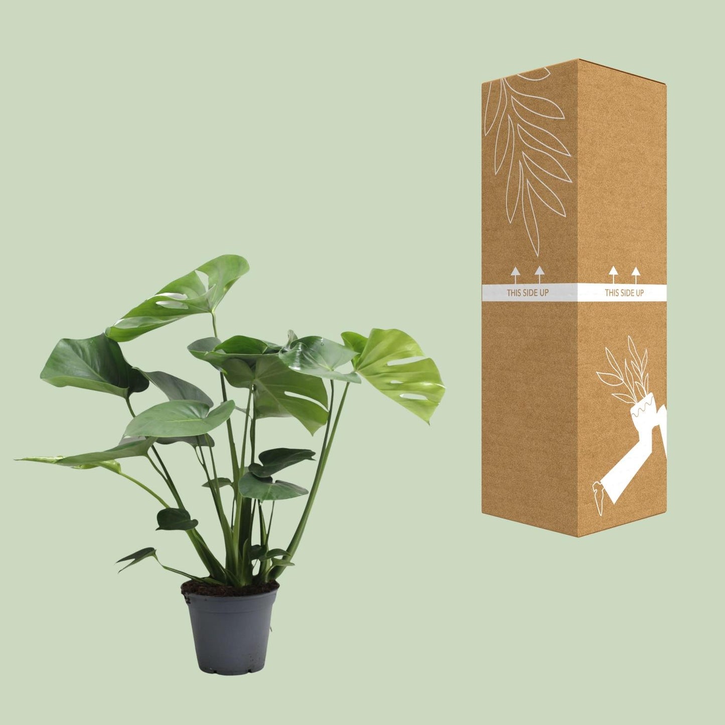 Monstera Deliciosa Tauerii – Pflegeleichte Fensterblatt-Pflanze