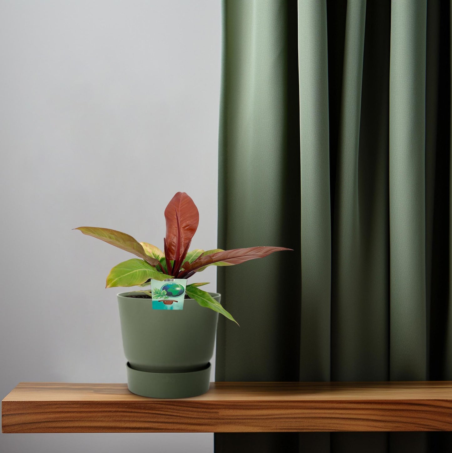 Philodendron Prince Of Orange – Pflegeleichte Zimmerpflanze Ø19cm