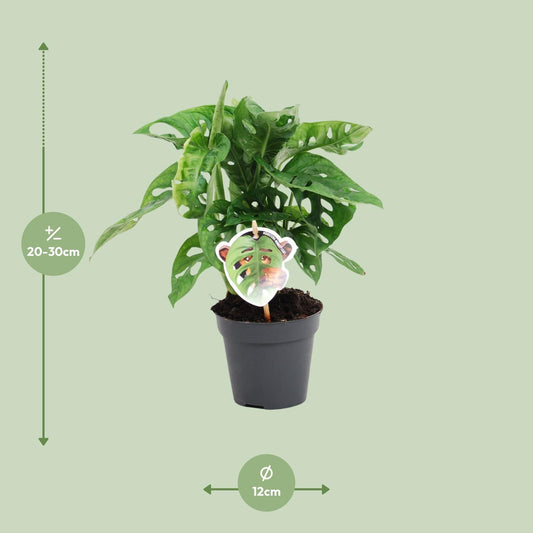 Monstera Monkey Leaf – Pflegeleichte Trendpflanze Ø12cm