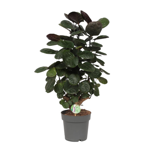 Polyscias scutellaria Fabian – Elegante Zimmerpflanze Ø19cm