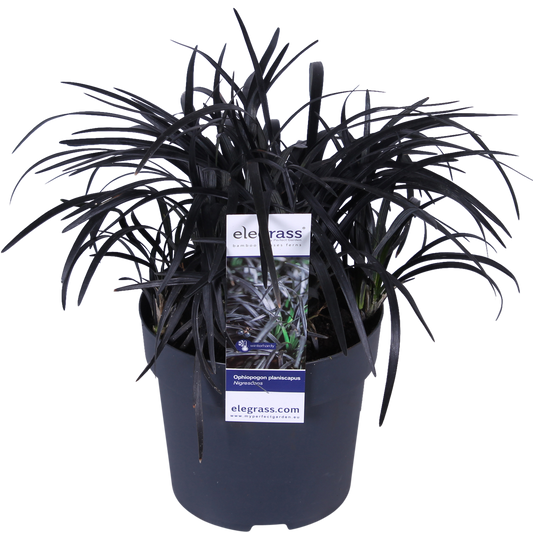 Ophiopogon planiscapus Nigrescens – Pflegeleichtes schwarzes Ziergras