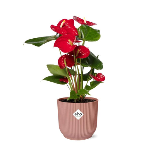 Anthurium Red 12cm im ELHO Vibes Fold 14cm Topf roze