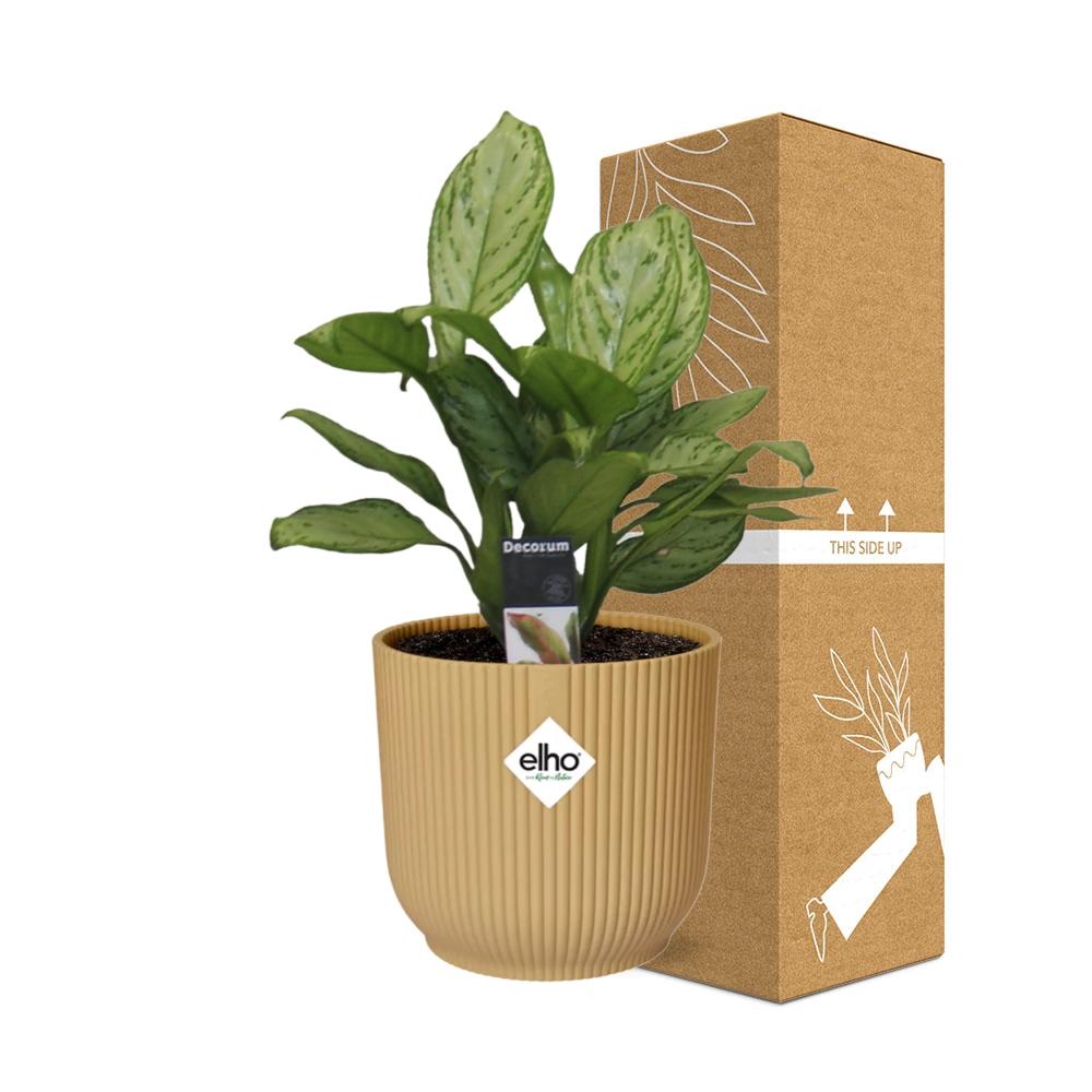 Aglaonema Christina in ELHO Vibes Fold 14cm Gelb – Pflegeleicht & Luftreinigend