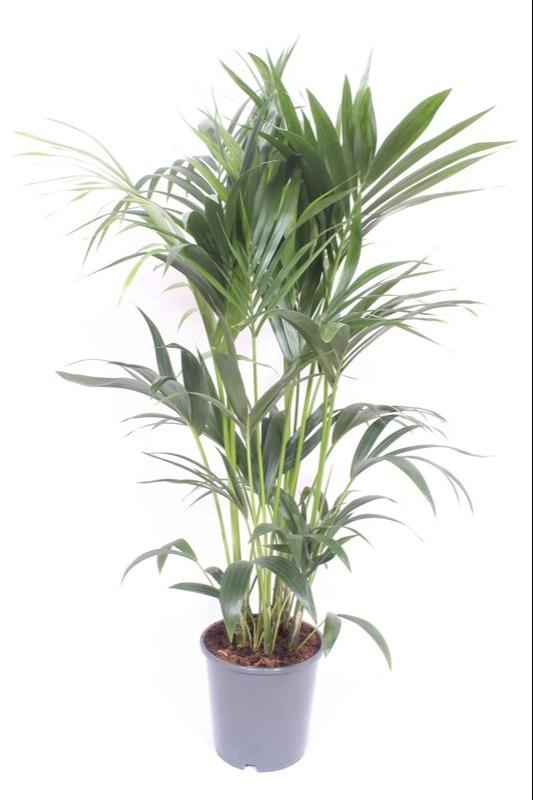 Howea Forsteriana – Elegante Kentia Palme Ø24cm, 120cm hoch