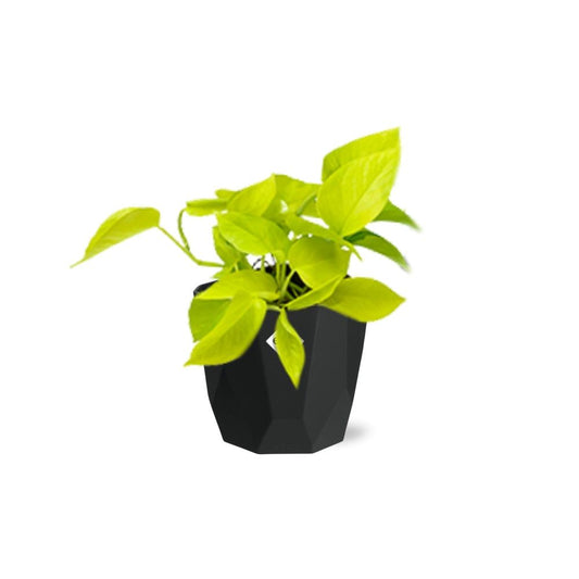 Epipremnum Pinnatum ‘Golden Pothos’ – Pflegeleichte Kletterpflanze in 14cm Topf