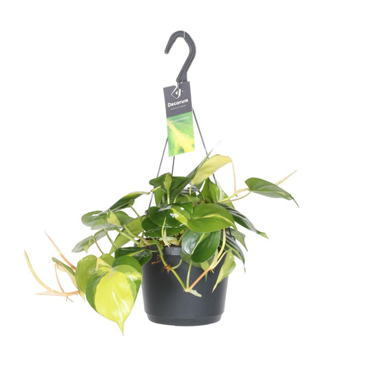 Philodendron Scandens Brasil – Pflegeleichte Hängepflanze Ø17cm